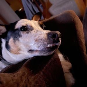 Meet your Posher, Skye